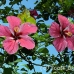 hibiscus_walindi_kb_h_0284_png0436.jpg